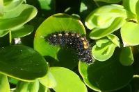 Manulea complana