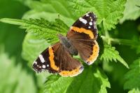 Vanessa atalanta