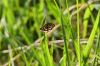 Pyrausta purpuralis