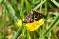 Pyrausta purpuralis