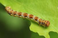 Erannis defoliaria