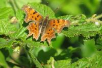 Polygonia c-album