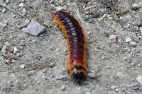 Cossus cossus