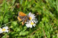 Lycaena phlaeas