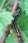 Malacosoma neustria