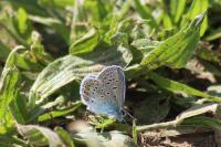 Polyommatus icarus
