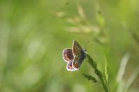 Aricia agestis