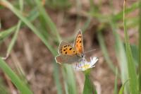 Lycaena phlaeas