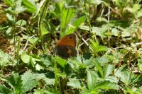 Coenonympha pamphilus