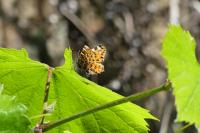 Araschnia levana