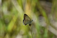 Lycaena tityrus