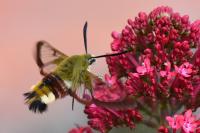 Hemaris fuciformis