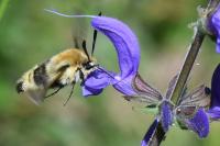 Hemaris tityus