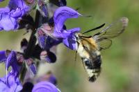 Hemaris tityus