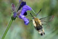 Hemaris tityus