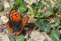 Lycaena phlaeas