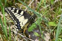 Papilio machaon