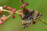 Panemeria tenebrata