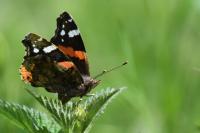 Vanessa atalanta