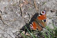 Aglais io