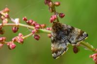 Panemeria tenebrata