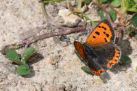 Lycaena phlaeas
