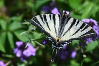 Iphiclides podalirius