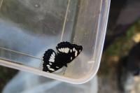 Limenitis reducta