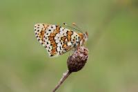 Melitaea cinxia