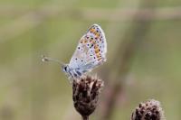 Aricia agestis