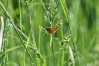 Coenonympha pamphilus