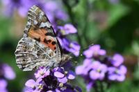 Vanessa cardui