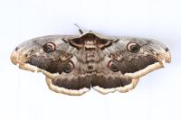 Saturnia pyri
