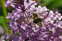 Hemaris tityus