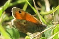 Coenonympha pamphilus
