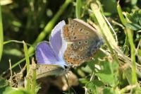 Polyommatus icarus