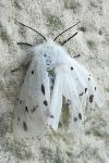 Diaphora mendica