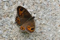 Lasiommata maera