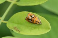 Olethreutes arcuella