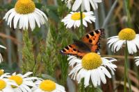 Aglais urticae