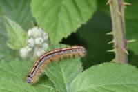Malacosoma neustria