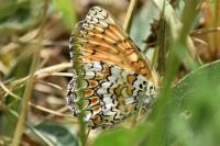 Melitaea phoebe