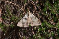 Minucia lunaris