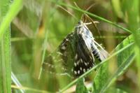 Euclidia mi