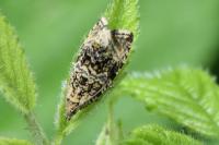 Celypha lacunana