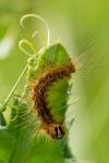 Lymantria dispar