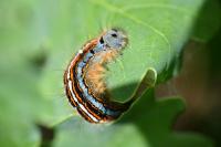 Malacosoma neustria