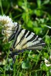 Iphiclides podalirius