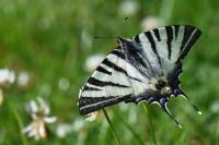 Iphiclides podalirius