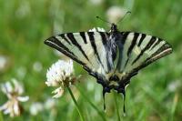 Iphiclides podalirius
